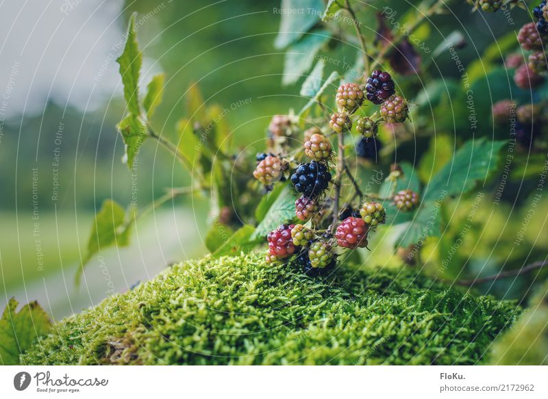 Beeren überall Lebensmittel Frucht Ernährung Bioprodukte Vegetarische Ernährung Umwelt Natur Pflanze Herbst Sträucher Blatt Wildpflanze Garten Wiese Feld lecker