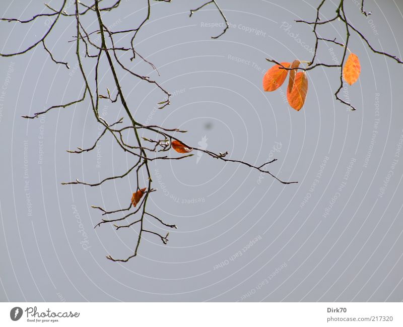 Herbstlaub, schon spärlich Pflanze Blatt Ast Zweig Felsenbirne hängen verblüht dehydrieren Wachstum braun grau rot Tod Abschied Verfall Vergänglichkeit