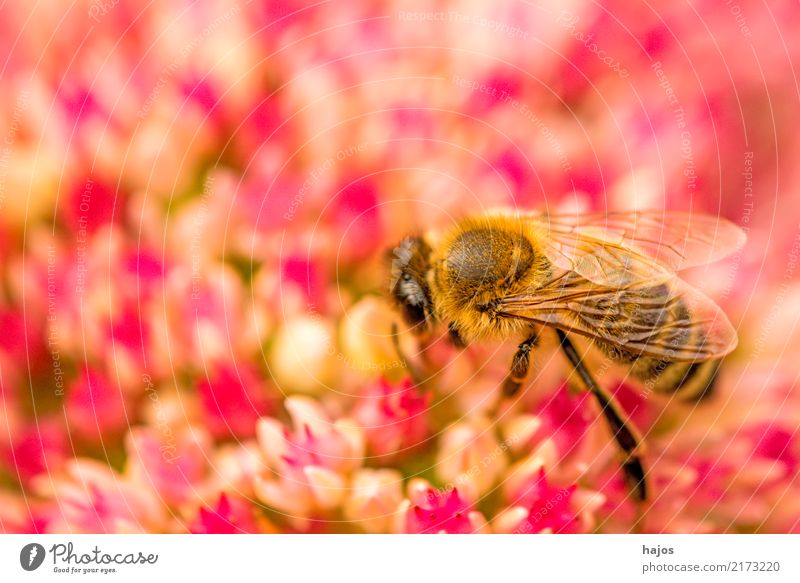 Biene auf großer Fetthenne schön Natur Pflanze Tier Blüte leuchten grün rosa Romantik Apis mellifera Insekt Große Fetthenne telephium Strahlen sonnig