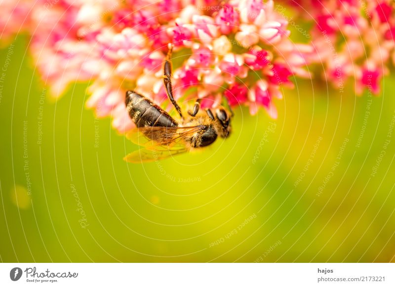 Biene auf großer Fetthenne schön Natur Pflanze Tier Blüte leuchten grün rosa Romantik Apis mellifera Insekt Große Fetthenne telephium Strahlen sonnig