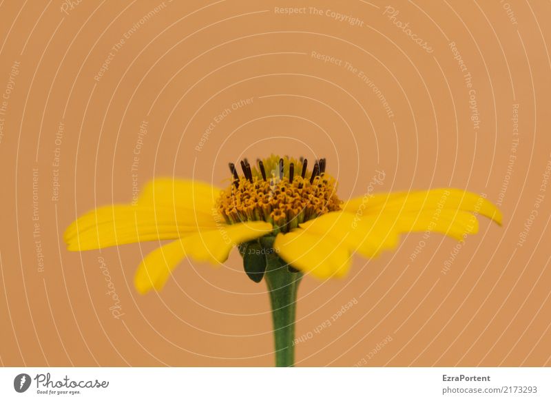 B Umwelt Natur Pflanze Blume Blüte Garten natürlich gelb orange Farbe Blütenblatt Blütenstempel Sonnenbraut helenium Stauden Farbfoto Außenaufnahme Nahaufnahme