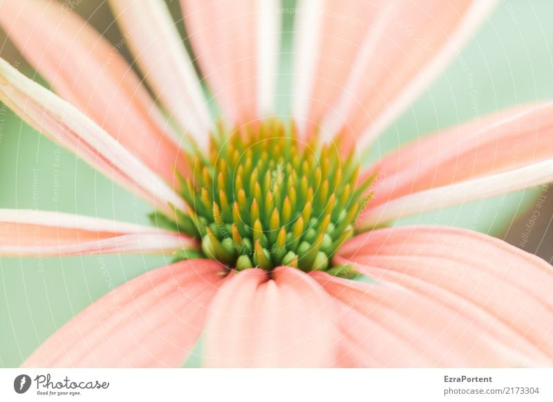 S Umwelt Natur Pflanze Blume Blüte Garten ästhetisch hell natürlich grün rosa Farbe Sonnenhut Blütenblatt Blütenstempel zart Anschnitt Botanik Farbfoto