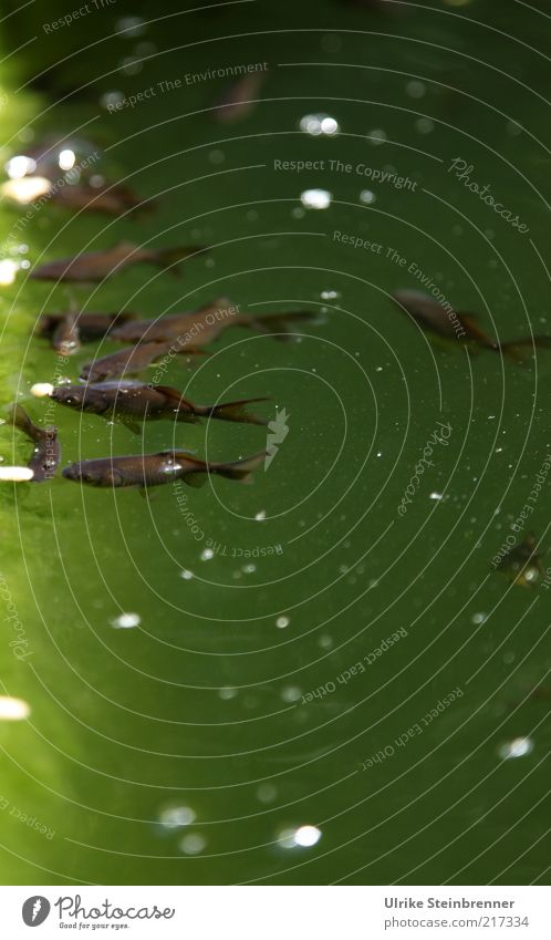 Junge, dunkle Goldfische am Teichrand Tier Haustier Fisch Tiergruppe Tierjunges Fressen natürlich viele braun grün Bewegung Natur Cyprinidae Süßwasserfisch