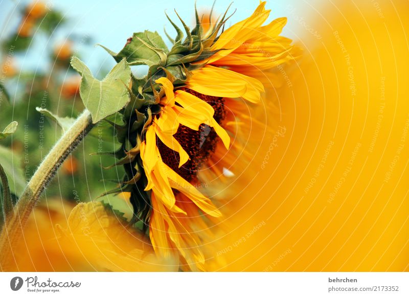 sonniges wochenende... Natur Pflanze Himmel Sommer Schönes Wetter Blume Blatt Blüte Sonnenblume Sonnenblumenfeld Garten Park Wiese Feld Blühend Duft schön