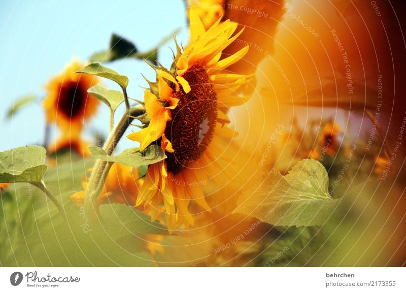 sonnengruß Natur Pflanze Himmel Sonne Sommer Schönes Wetter Blume Blatt Blüte Sonnenblume Garten Park Wiese Feld Blühend Duft Wachstum schön Kraft Hoffnung gelb