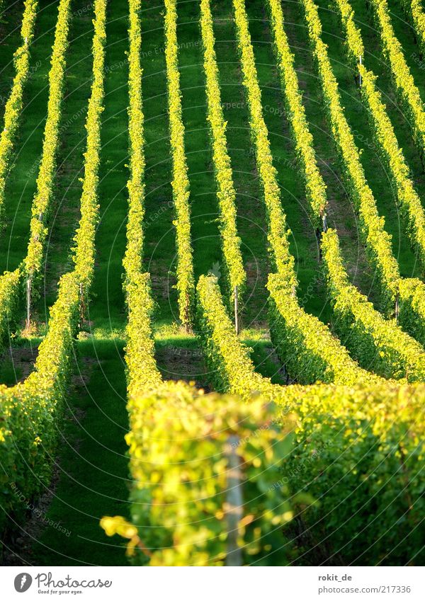 Zeile für Zeile Landschaft Schönes Wetter Nutzpflanze Feld Weinberg Unendlichkeit gelb gold grün Weinlese Rheingau Ernte Berghang Herbst Menschenleer Abend