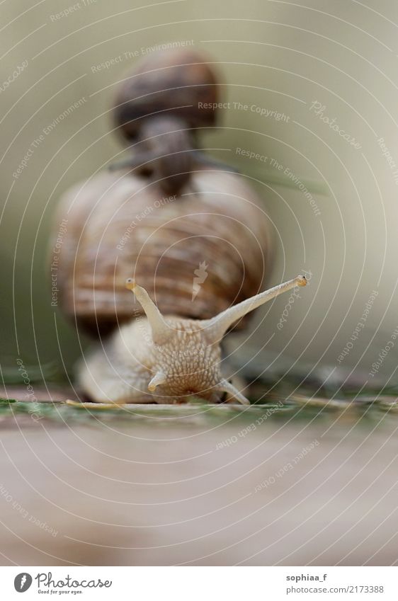 kleine Schnecke reitet auf großer Schnecke, Mutter Schnecke trägt Kind auf dem Rücken, Vorderansicht Riesenglanzschnecke führen Mitfahrgelegenheit Baby Pflege