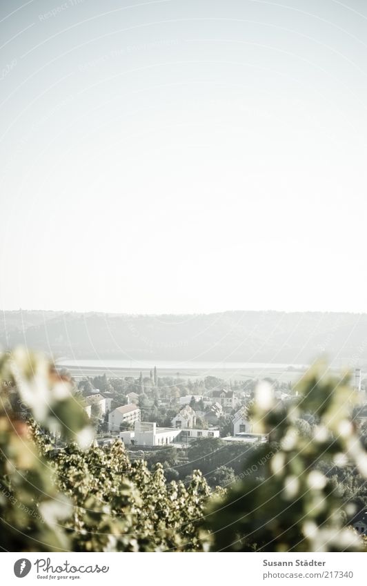 Radebeul Garten Kleinstadt Stadtrand hell Weinberg Weinbau Blatt Herbst Haus Elbe Gedeckte Farben Außenaufnahme Detailaufnahme Menschenleer Textfreiraum oben