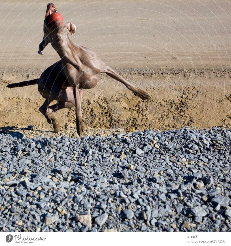 Jagdhund Erde Tier Haustier Hund 1 fangen Spielen werfen authentisch einfach elegant frei muskulös oben braun Weimaraner apportieren Ball Farbfoto