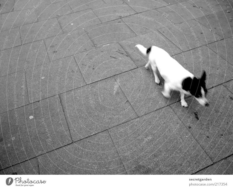 [HH 10.1] vorbeilaufende photo-beagle in eimsbüttel :-) Tier Haustier Hund Fell Jack-Russell-Terrier grau schwarz weiß Zeit Momentaufnahme vorbeigehend