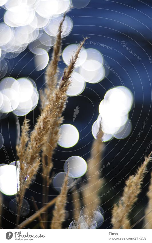 draußen am See Natur Wasser Gras Seeufer blau braun weiß Lichtpunkt Schilfrohr Blüte glänzend Farbfoto Außenaufnahme Nahaufnahme abstrakt Menschenleer Kontrast