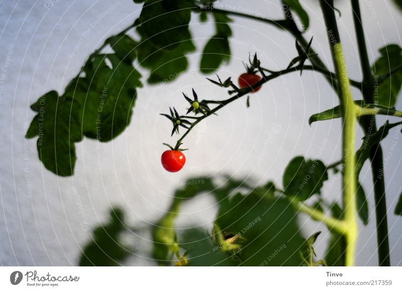 Minirispentomaten an Pflanze Natur Blatt Nutzpflanze lecker rund saftig grün rot weiß Tomate Cocktailtomate Frucht Gemüse Stengel Ernte Strauchtomate Farbfoto