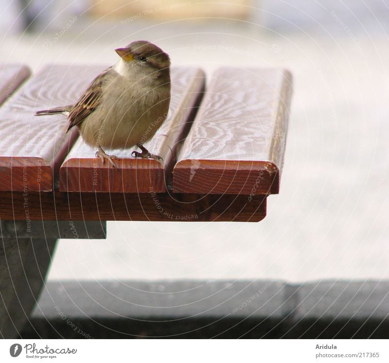 Pillnitzer Spatz No.2 Tier Vogel Flügel 1 Tisch beobachten Blick warten frech frei klein Neugier niedlich weich grau Zufriedenheit Idylle Schnabel Symbiose leer