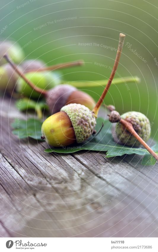 Eicheln Basteln Fotografieren Ausflug Natur Pflanze Herbst Garten Park Feld Wald braun gelb grau grün schwarz Eichenblatt Holzbank Herbstbeginn Herbstwetter