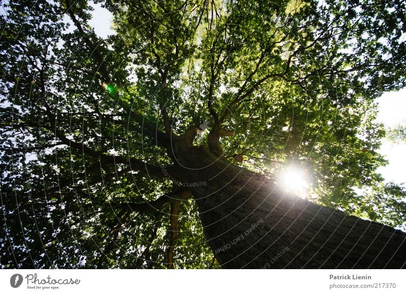 Saturday Sun Umwelt Natur Pflanze Urelemente Luft Sonne Sonnenlicht Sommer Wetter Schönes Wetter Baum Wachstum groß hell Ast Blätterdach Stimmung Baumrinde Holz