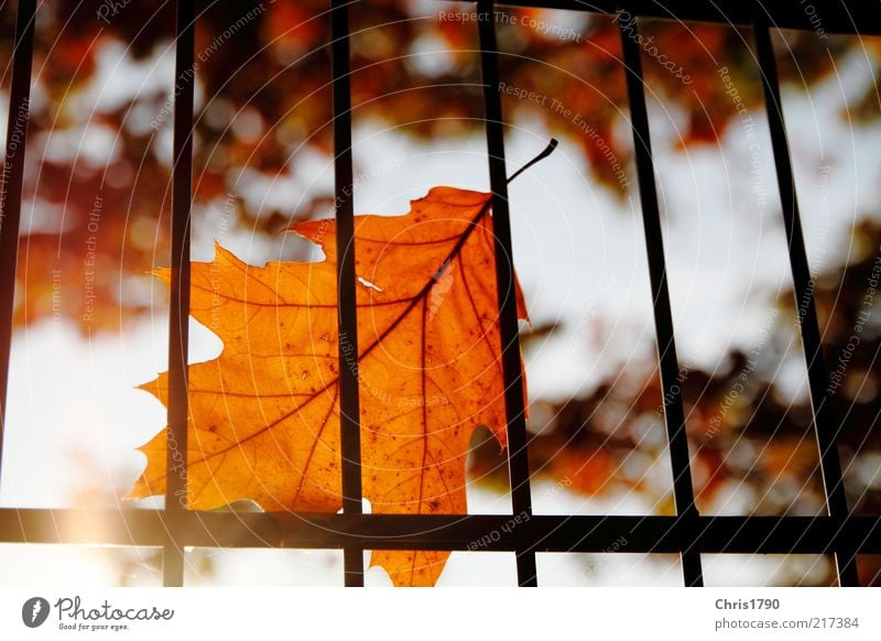 Herbst-Haft II Natur Pflanze Himmel Sonne Sonnenlicht Schönes Wetter Baum Blatt Zaun Gitter ästhetisch hell natürlich schön gold rot Gefühle Stimmung Optimismus