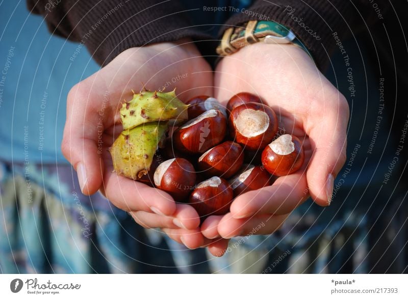 Eine Hand voll Herbst Finger 1 Mensch Natur Schönes Wetter Kastanie Stoff Armbanduhr Herz berühren entdecken festhalten natürlich blau braun grün schön ruhig