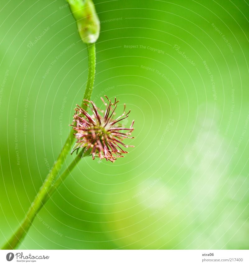 es grünt so grün Umwelt Natur Pflanze Blüte Grünpflanze Farbfoto Außenaufnahme Nahaufnahme Detailaufnahme Makroaufnahme Textfreiraum rechts Sonnenlicht 1