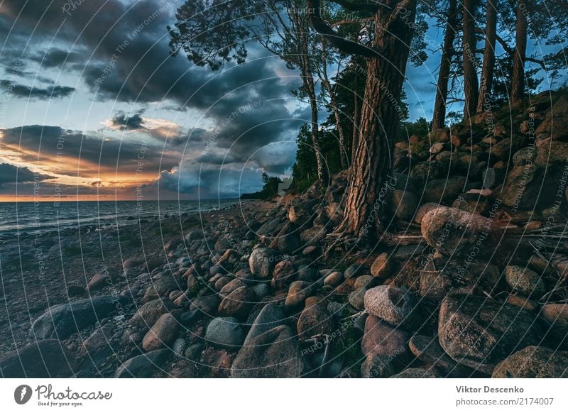 Sonnenuntergang in der Ostsee mit Kiefern Tourismus Sommer Strand Meer Winter Haus Natur Landschaft Himmel Horizont Baum Wald Felsen Küste Skyline frieren hell