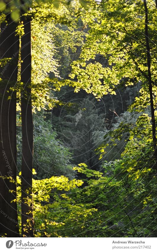 Sonnenbad Umwelt Natur Landschaft Sonnenlicht Sommer Schönes Wetter Baum Park Wald Holz Wäldchen Blatt fantastisch frei hoch braun mehrfarbig grün ruhig hell