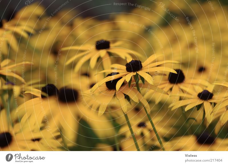 Sonnenhut Natur Pflanze Herbst Blume Duft natürlich gelb Farbfoto Außenaufnahme Nahaufnahme Menschenleer Schwache Tiefenschärfe viele Tag