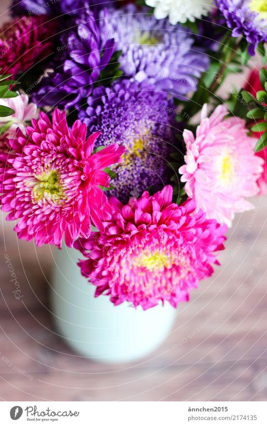 Astern Blume Herbst Natur Vase Blumenstrauß Blüte pflücken rosa weiß gelb grün violett