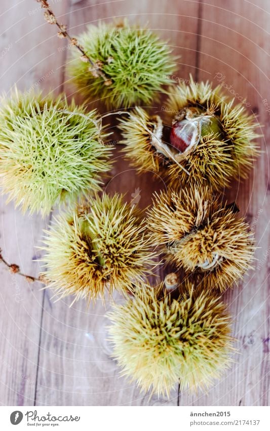 Esskastanien Maronen Kastanienbaum braun grün stachelig Stachel Natur Herbst Speise Essen Lebensmittel