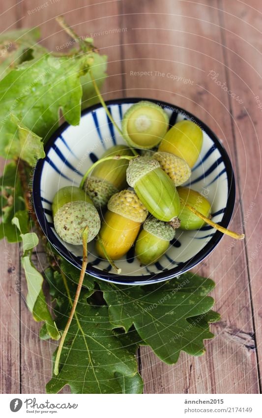 In einer kleinen Schale liegen grüne Eicheln Dekoration & Verzierung Wald Früchte sammeln herbstlich Tag Schwache Tiefenschärfe Blatt Farbfoto Natur Herbst