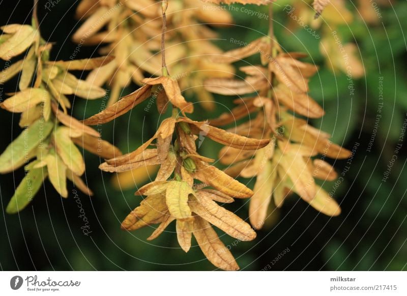 Propellerblatt Umwelt Natur Pflanze Herbst Baum Blatt Blüte Grünpflanze Erholung dehydrieren braun Farbfoto Außenaufnahme Nahaufnahme Menschenleer Tag Unschärfe