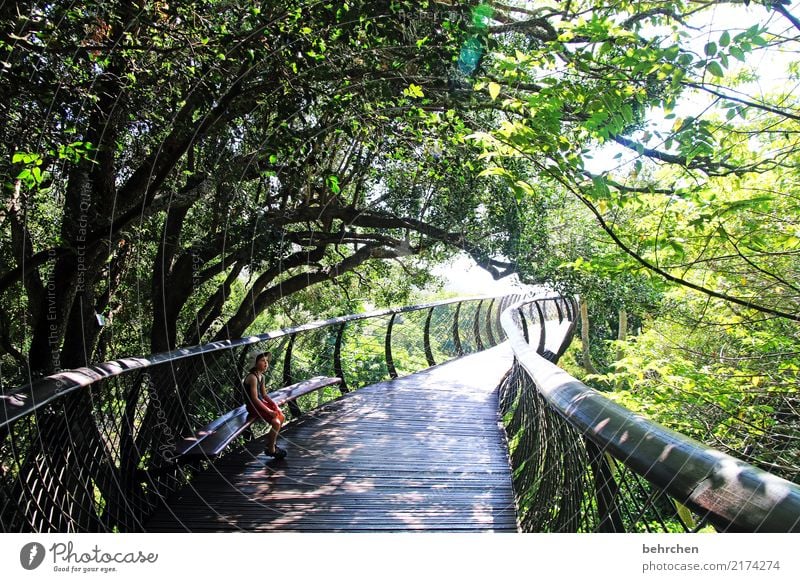 doppeldeutigkeiten | tunnelblick Ferien & Urlaub & Reisen Ausflug Abenteuer Ferne Junge Kindheit 1 Mensch 3-8 Jahre Natur Pflanze Baum Sträucher Blatt Park Wald