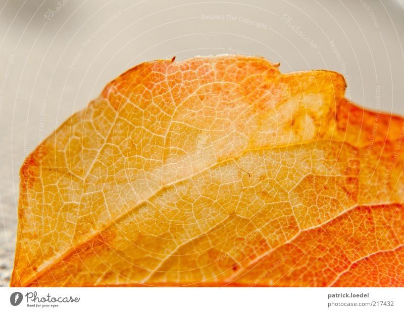 Lifelines Natur Pflanze Herbst Blatt alt dehydrieren ästhetisch gelb Strukturen & Formen Vergänglichkeit gold Farbfoto Innenaufnahme Nahaufnahme Detailaufnahme