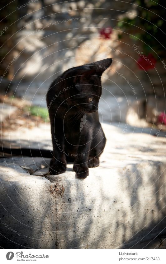 komm komm -nur noch ein kleines Stück Tier Haustier Katze Fell 1 Tierjunges Jagd frech schwarz Farbe Mut Natur Zeit Farbfoto Außenaufnahme Menschenleer Morgen