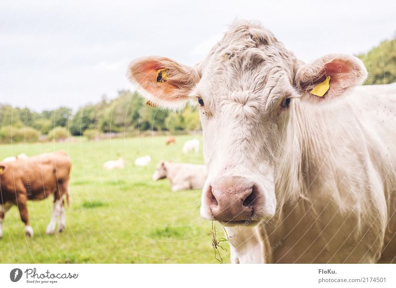 Muuuh Ferien & Urlaub & Reisen Umwelt Natur Tier Sommer Wiese Feld Nutztier Kuh Tiergesicht 1 Herde Freundlichkeit natürlich grün weiß Stimmung