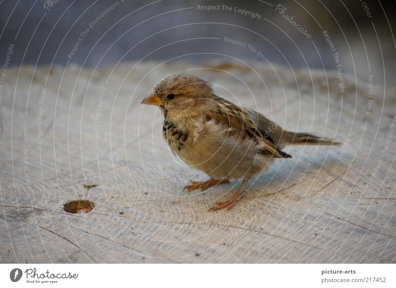 Spatz Natur Tier Wildtier Vogel Flügel 1 braun grau Baumstamm Schnabel Feder Sperlingsvögel Farbfoto Außenaufnahme Nahaufnahme Menschenleer Hintergrund neutral