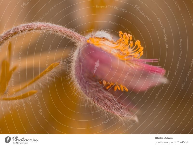 Kuhschelle (Pulsatilla vulgaris) Wellness harmonisch Wohlgefühl Zufriedenheit Erholung ruhig Meditation Natur Pflanze Frühling Blume Blüte Blütenstempel Garten