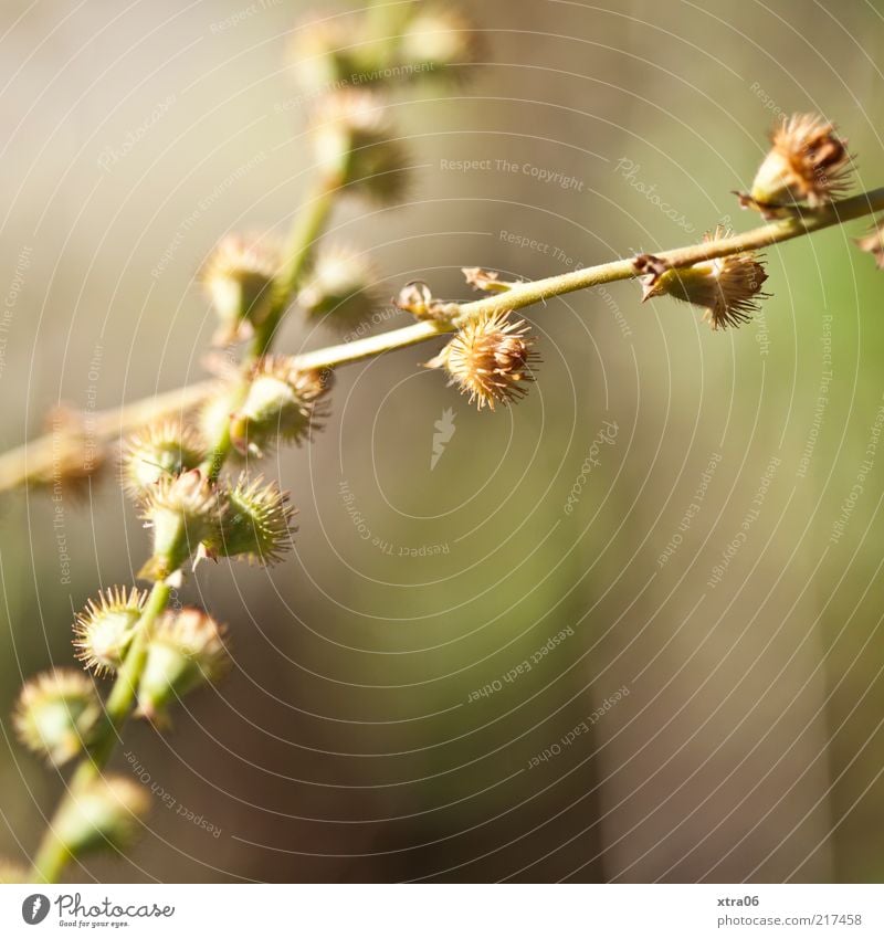 stacheliger herbst Umwelt Natur Pflanze Sträucher exotisch grün Stachel Farbfoto Außenaufnahme Nahaufnahme Detailaufnahme Makroaufnahme Textfreiraum rechts