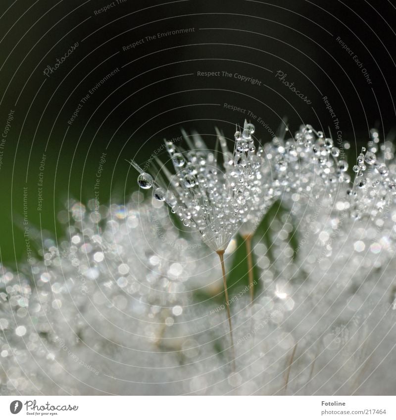 Tröpfchen Umwelt Natur Pflanze Urelemente Wasser Wassertropfen Blume Wildpflanze hell nass natürlich grün weiß Löwenzahn Farbfoto mehrfarbig Außenaufnahme