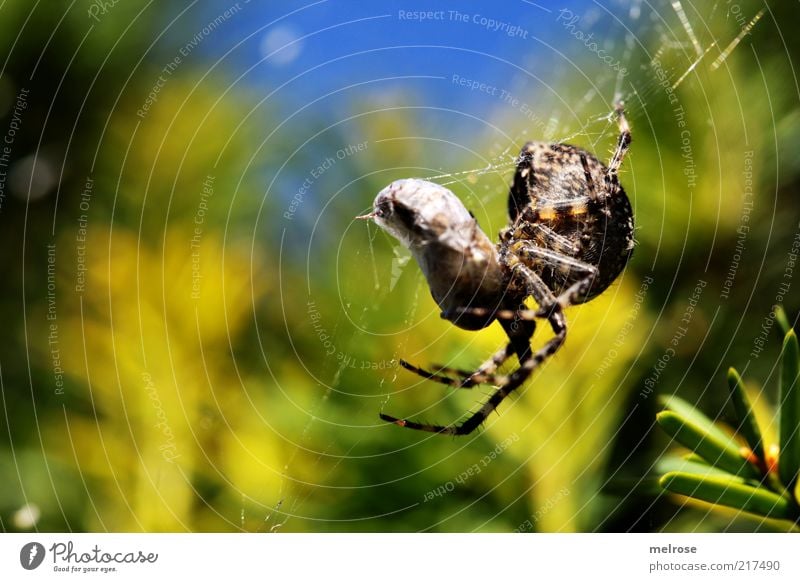 coconisiert Natur Himmel Schönes Wetter Sträucher Tier Spinne 1 Fressen hängen Jagd krabbeln natürlich blau braun gelb grün Farbfoto Außenaufnahme Nahaufnahme