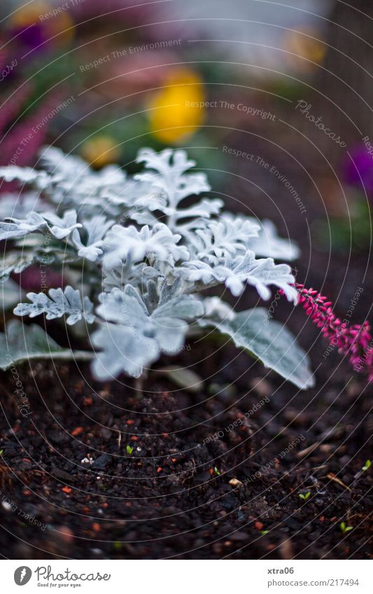 silberblatt Umwelt Natur Pflanze Blatt Farbfoto Außenaufnahme Nahaufnahme Abend Dämmerung Unschärfe Menschenleer Textfreiraum oben Textfreiraum unten