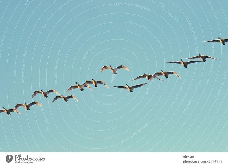 12,50 Singschwäne Natur Wolkenloser Himmel Herbst Insel Island Wildtier Schwan Singschwan Schwarm fliegen ästhetisch frei Zusammensein Unendlichkeit