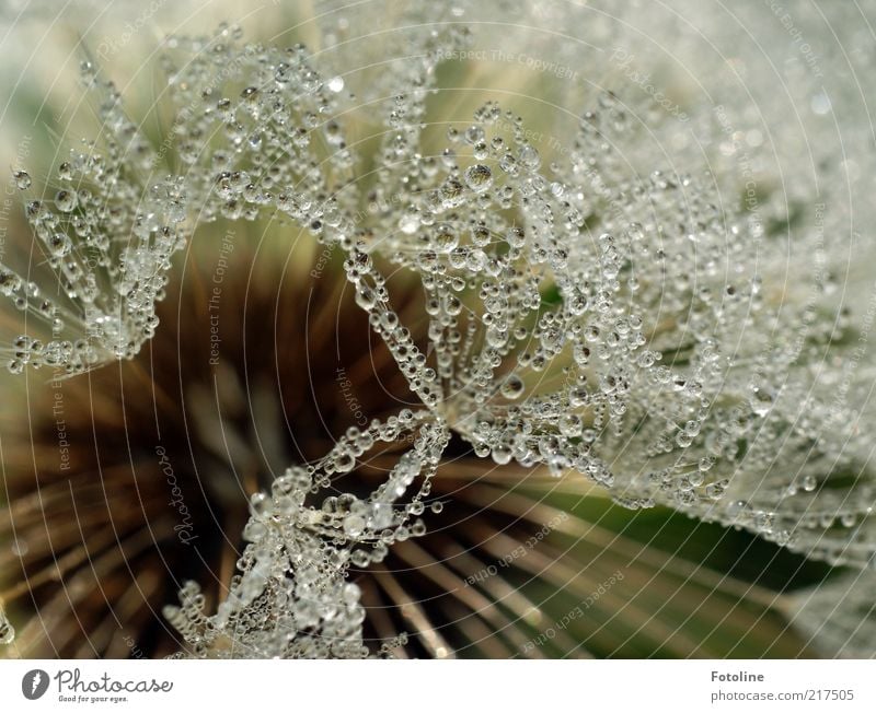 Morgentau! Umwelt Natur Pflanze Urelemente Wasser Wassertropfen Blume Blüte Wildpflanze frisch hell nass natürlich grün weiß Löwenzahn Farbfoto Außenaufnahme