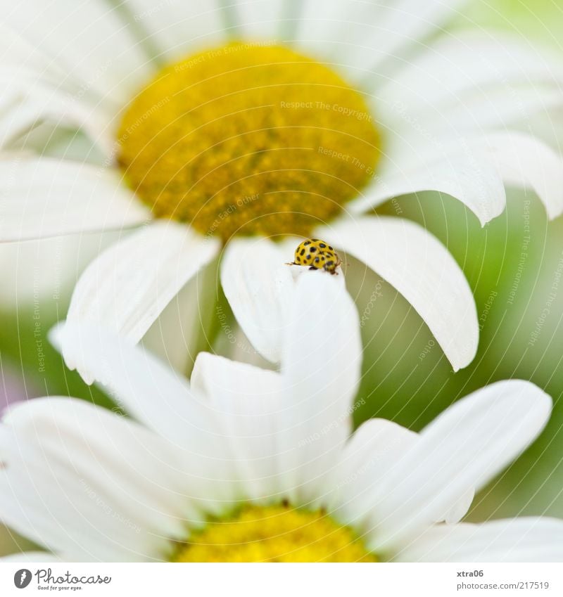 erinnerung an den sommer Umwelt Natur Pflanze Tier Blume Blüte Wiese 1 gelb Marienkäfer Gänseblümchen Blütenblatt Farbfoto Außenaufnahme Nahaufnahme