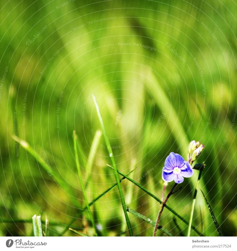 so klein, so besonders Umwelt Natur Landschaft Pflanze Frühling Sommer Schönes Wetter Blume Gras Blühend grün schön geduldig ruhig Hoffnung Blüte Halm Wachstum