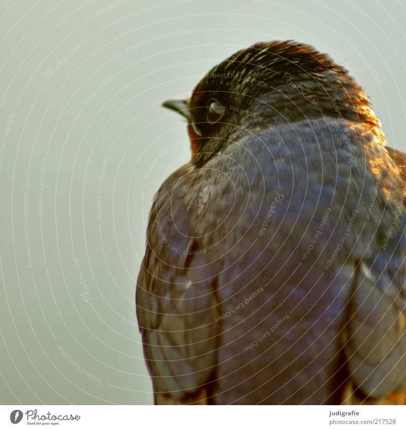 Schwalbe Natur Tier Wildtier Vogel Schwalben Rauchschwalbe 1 warten natürlich niedlich Umwelt sitzen Feder Schnabel Farbfoto Gedeckte Farben Außenaufnahme Tag