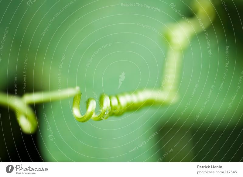 Twist and turn Umwelt Natur Pflanze Luft Sommer Blume Grünpflanze Wildpflanze hängen Wachstum ästhetisch grün drehen Spirale Ranke rund strecken Telefonkabel