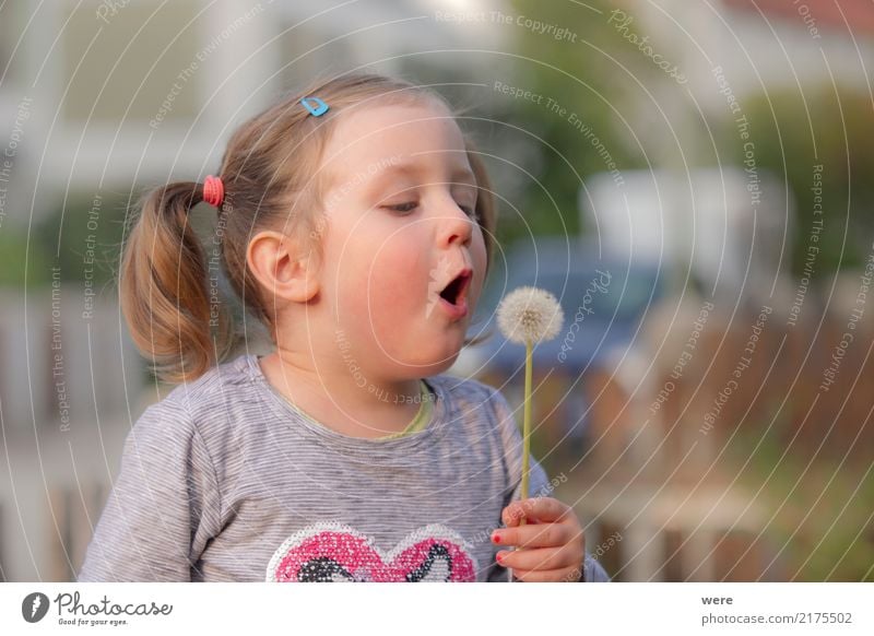 Pusteblume Spielen Kind Mensch feminin Kleinkind Mädchen 1 3-8 Jahre Kindheit Natur Pflanze Blume Fröhlichkeit frisch Löwenzahn Taraxacum kindlich Farbfoto