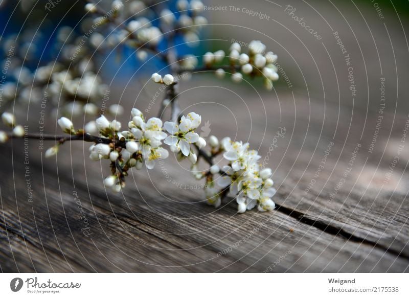 Frühlingsbote harmonisch Wohlgefühl Zufriedenheit Sinnesorgane hell Mitgefühl friedlich Güte Blüte Geschenk ruhig Meditation Duft Blume Holz Muttertag einfach