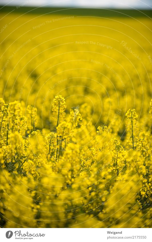 megagelb Feld Unendlichkeit nachhaltig Natur Raps Wachstum Landwirtschaft Frühling Blühend Blüte Ackerbau Duft Honig Landschaft Sonne Bioprodukte Menschenleer