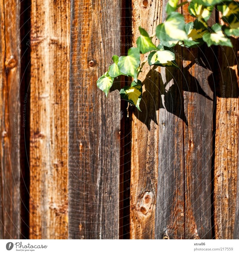 sonniger herbst Natur Pflanze Blatt Grünpflanze braun grün Kletterpflanzen Holz Zaun Holzzaun Farbfoto Außenaufnahme Efeu Ranke Holzbrett Menschenleer