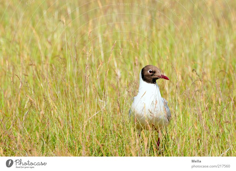 Verflogen Umwelt Natur Landschaft Pflanze Tier Erde Gras Wiese Vogel Möwe Lachmöwe 1 Blick sitzen stehen natürlich Neugier gelb grün Freiheit Farbfoto